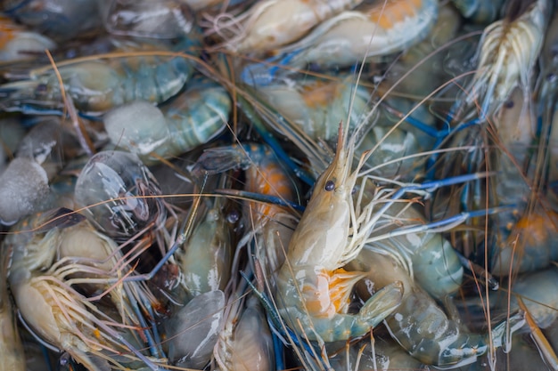 Crevettes fraîches sur glace