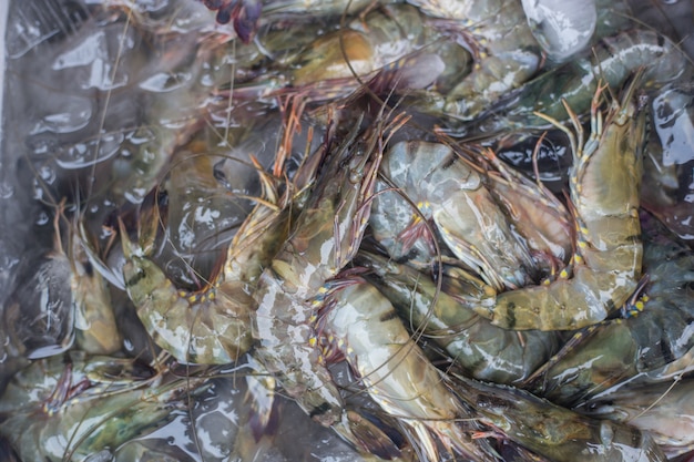 Crevettes fraîches sur glace