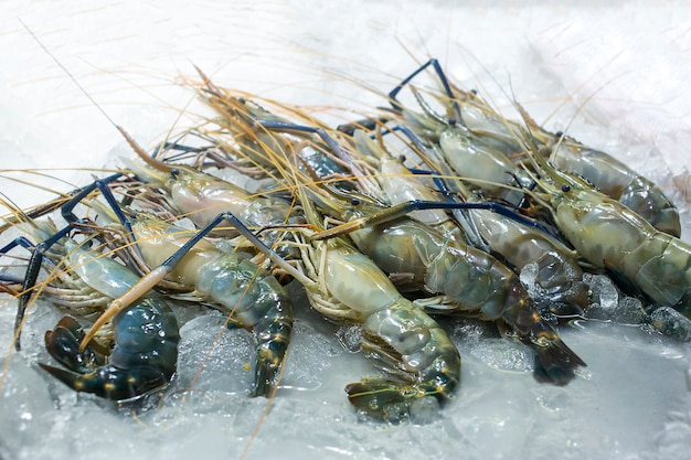 Crevettes fraîches grande taille sur la glace