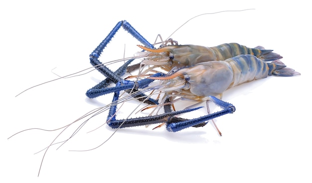 Crevettes fraîches isolées sur fond blanc