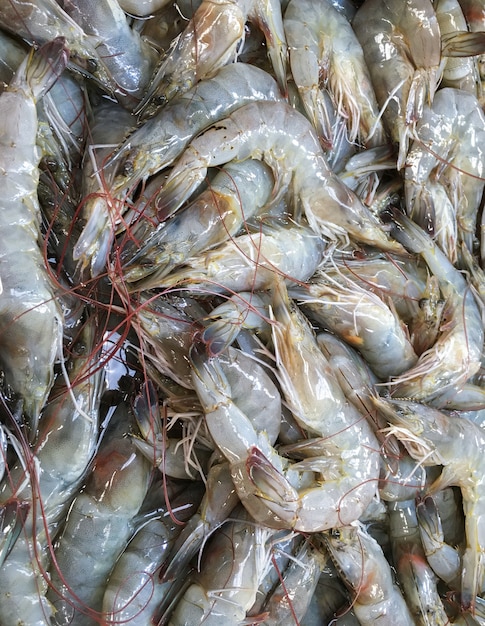 Crevettes fraîches.