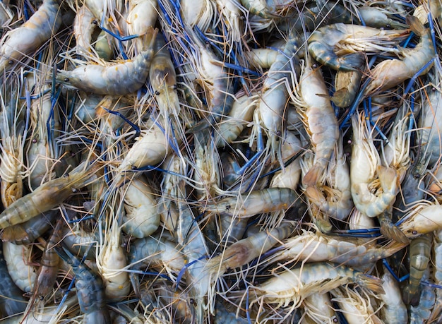 Crevettes fraîches