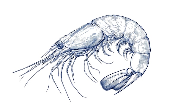 Crevettes de fruits de mer, crevettes rétro vintage, imprimé noir et blanc, crévettes de produits de la mer, crayons, croquis à l'encre
