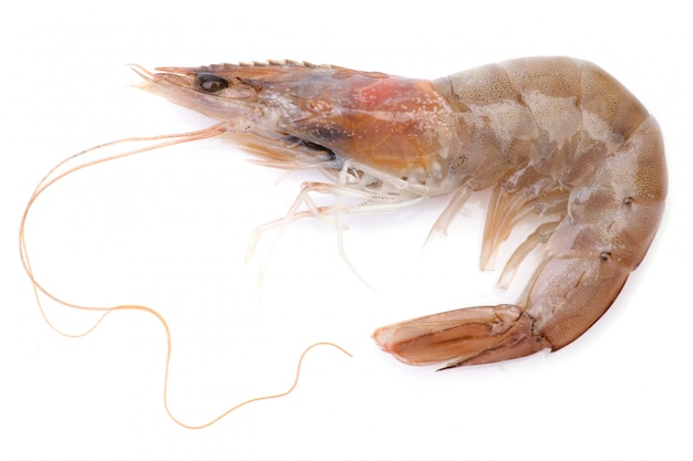 Crevettes isolées sur blanc