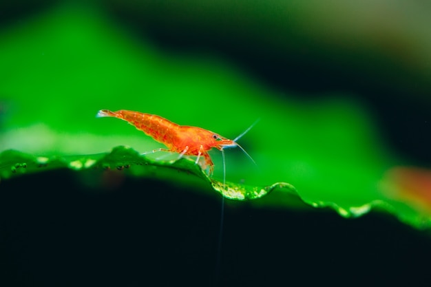 Crevettes naines Big Fire rouge ou cerise dans un aquarium d'eau douce