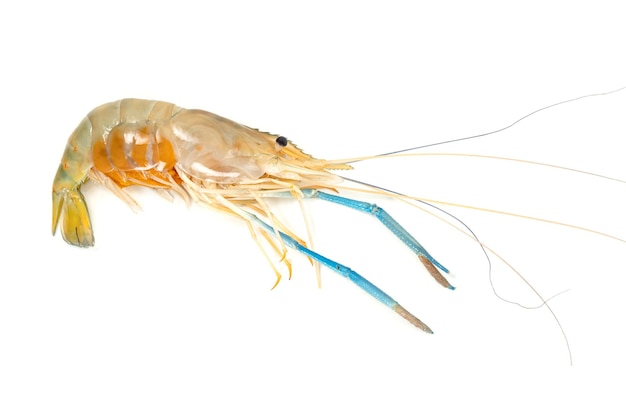 crevettes de rivière communes ou Macrobrachium rosenbergii isolées sur fond blanc