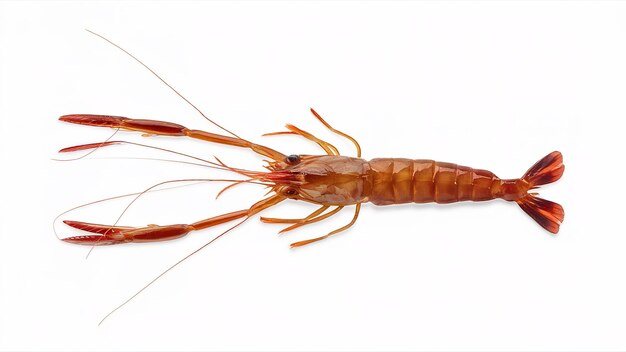 Photo crevettes de rivière communes ou macrobrachium rosenbergii isolées sur fond blanc