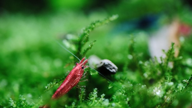 Les crevettes rouges