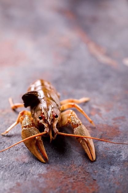 Écrevisse crue, langouste.