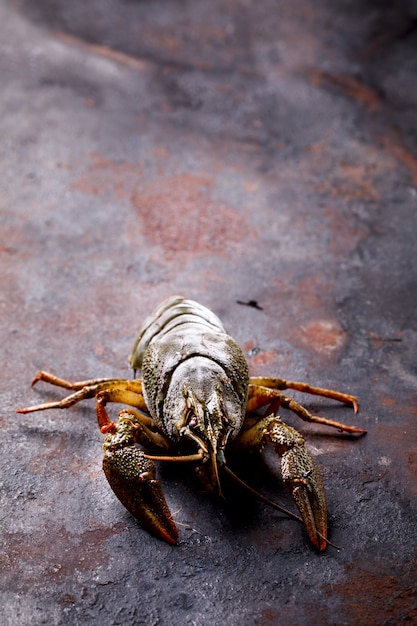 Écrevisses crues, langouste de bébé.