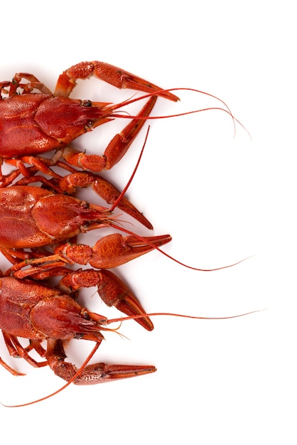 Écrevisses rouges bouillies sur fond blanc. Snack de fruits de mer frais.