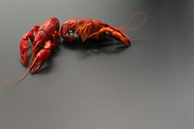 Écrevisses rouges, portrait de bébé homard sur fond noir