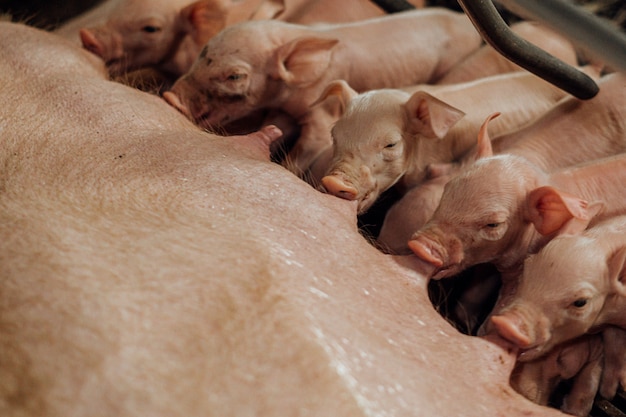 Crias de cerdo alimentandose de su madre