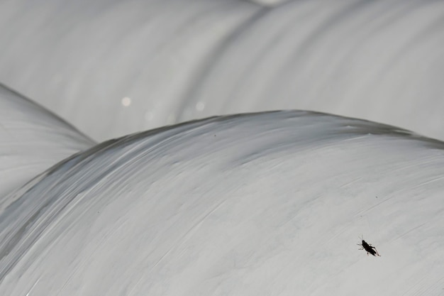 un cricket debout sur une balle de foin sur un récipient en plastique blanc