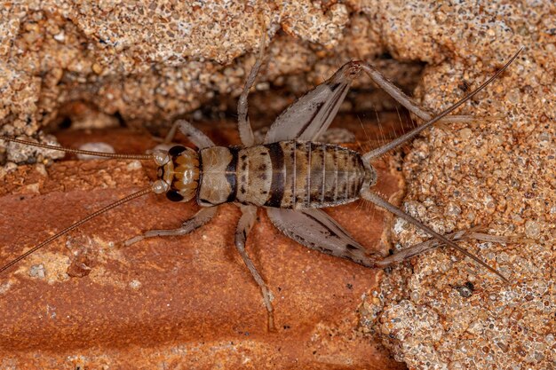 Cricket masculin