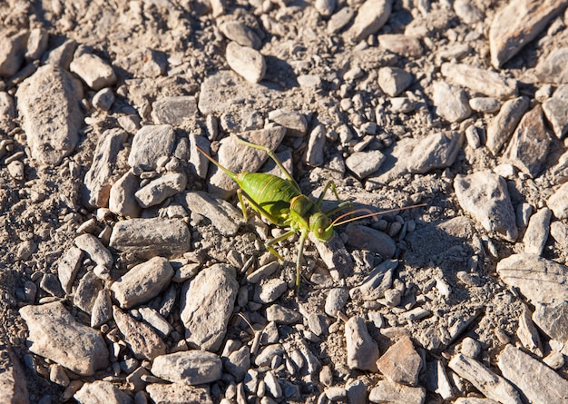 Cricket vert sur le chemin de pierre