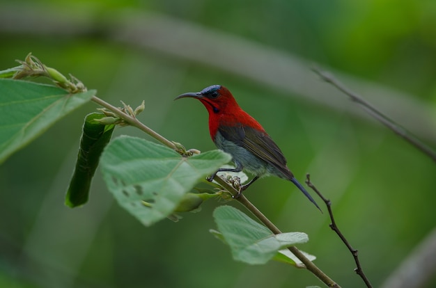 Crimson Sunbird attraper sur la branche dans la nature