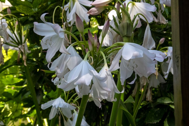 Crinum powellii belle fleur