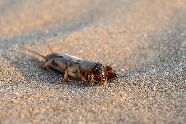 Criquet taupe sur le sable