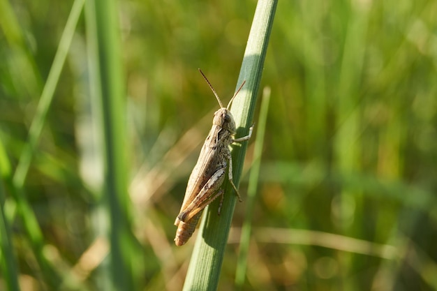 Les criquets sont assis dans l'herbe sur la pelouse