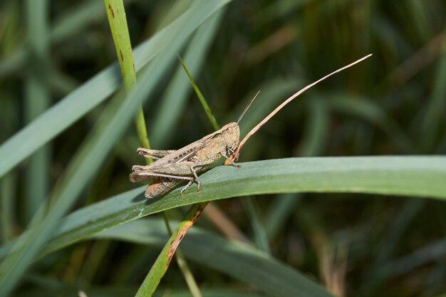 Les criquets sont assis dans l'herbe sur la pelouse