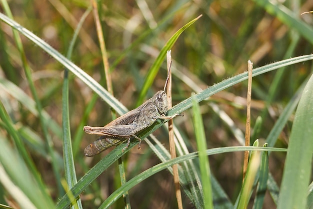 Les criquets sont assis dans l'herbe sur la pelouse