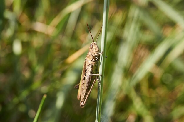 Les criquets sont assis dans l'herbe sur la pelouse