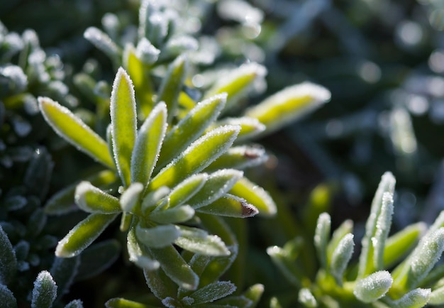 Cristaux de givre du matin sur Iceplant