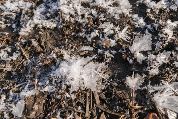 Cristaux de glace éclairés par le soleil sur un sol sombre et humide