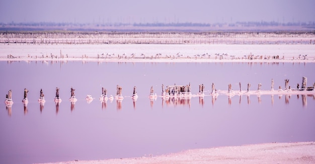 Cristaux de sel rose Texture naturelle du lac salé rose Extraction de sel Lac rose salé avec des cristaux de sel Lac rose extrêmement salé coloré par des microalgues avec des dépôts de sel cristallin