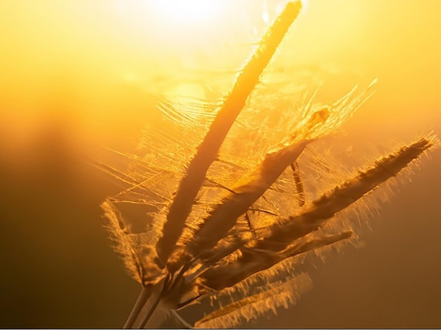 Écrivez sur l'heure dorée où le soleil baigne tout dans une lumière douce et chaude