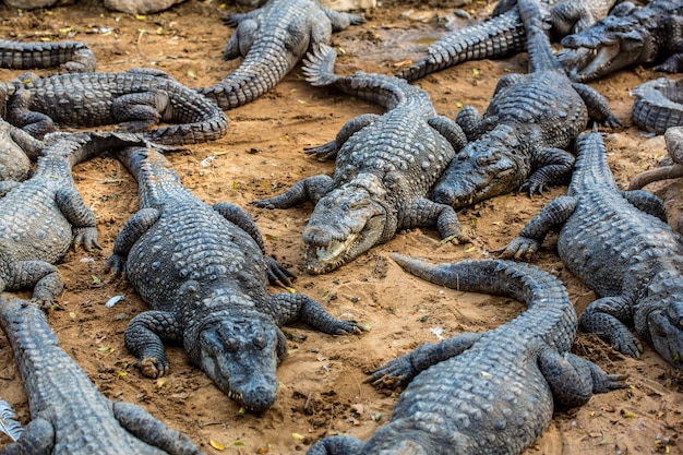 Crocodile, alligator sur un boeuf