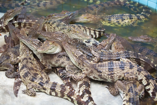 Crocodile, l&#39;alligator