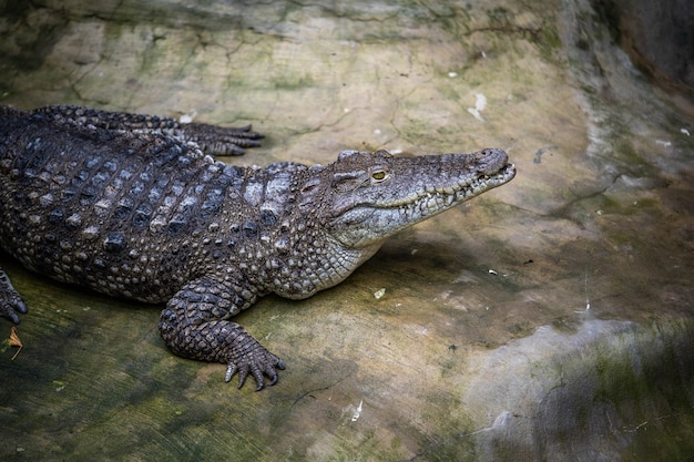 Crocodile allongé sur une pierre