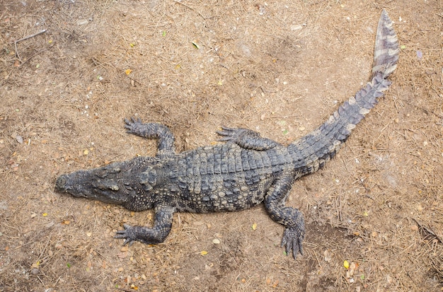 Crocodile allongé sur le sol