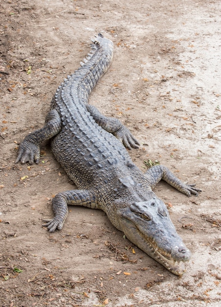 Crocodile allongé sur le sol