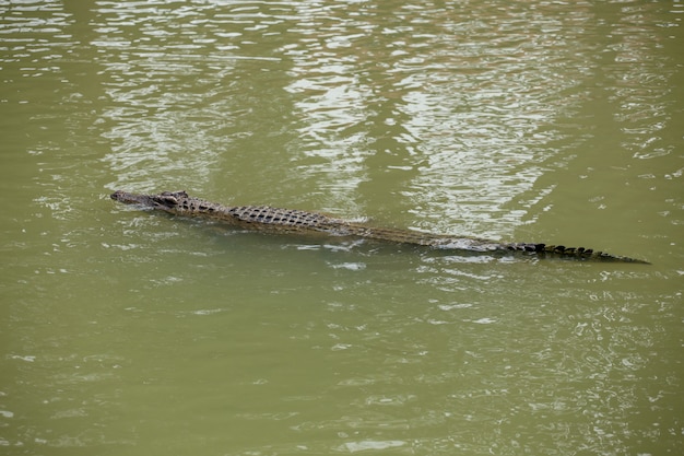 Crocodile d'Asie dans la rivière