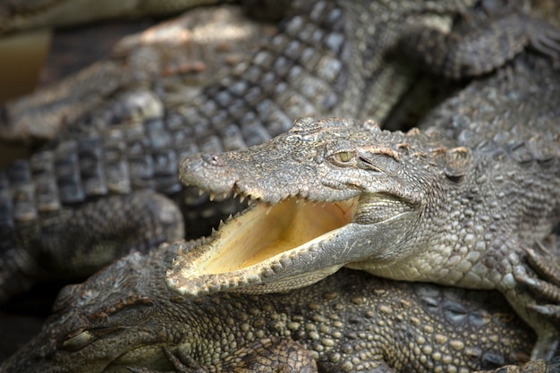 Photo le crocodile d'asie ouvre la bouche pour prendre un bain de soleil dans la ferme aux crocodiles du zoo de thaïlande.