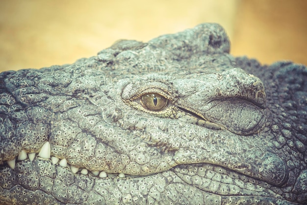 crocodile au repos avec des détails sur les yeux