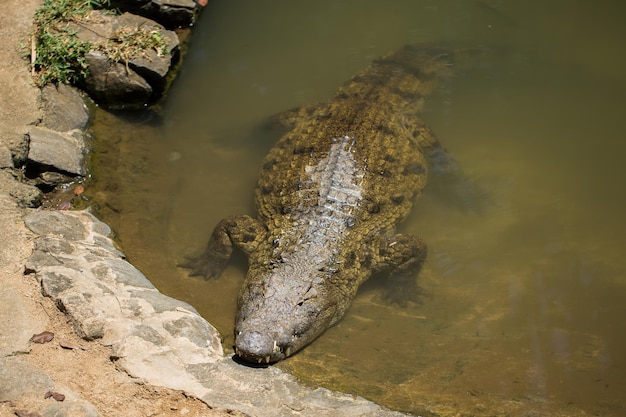 Crocodile au zoo