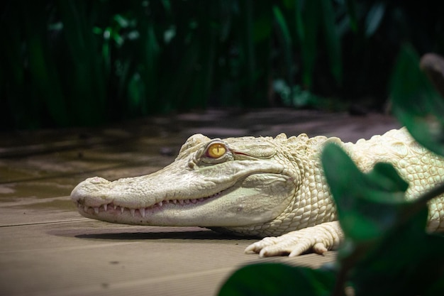 Photo le crocodile blanc