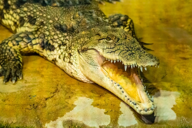Crocodile à bouche ouverte avec de grandes dents