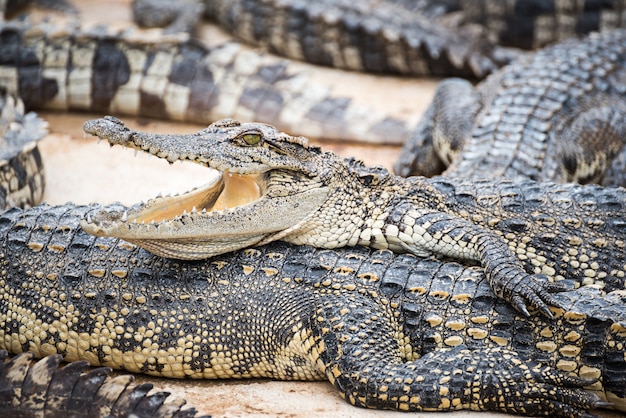 crocodile bronzer à la ferme