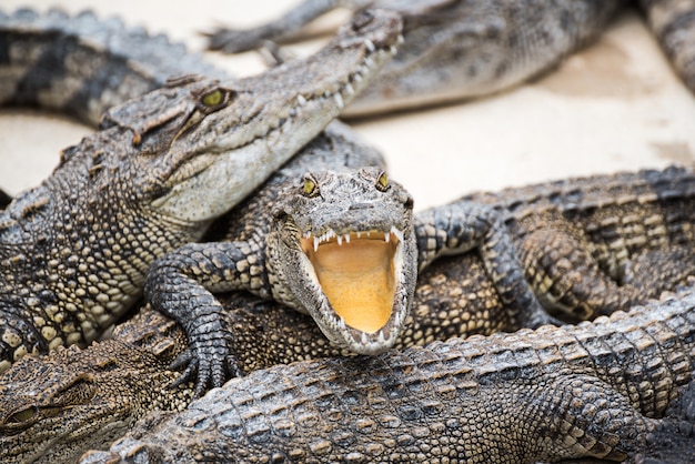 crocodile bronzer à la ferme