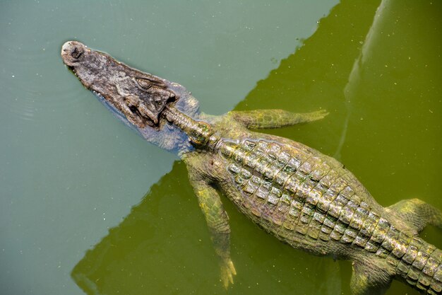 Crocodile.Crocodiles se reposant à la ferme aux crocodiles en Thaïlande.