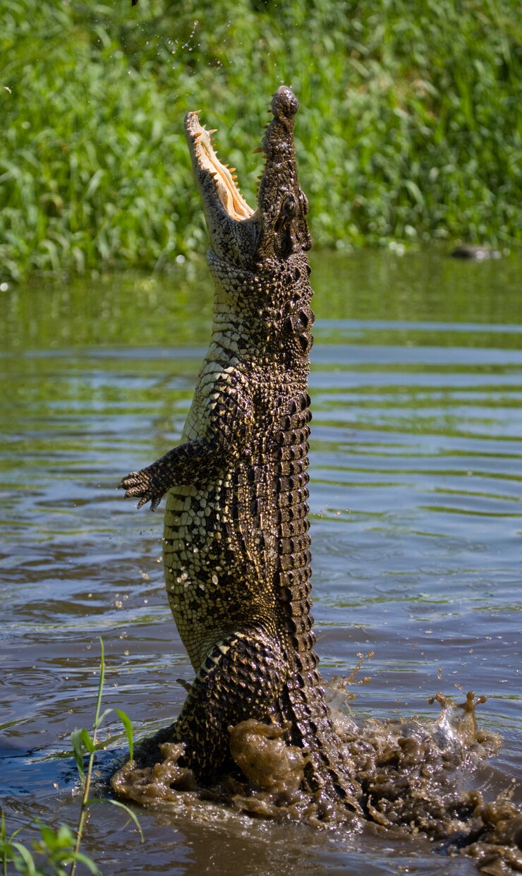 Photo le crocodile cubain saute hors de l'eau. . cuba.