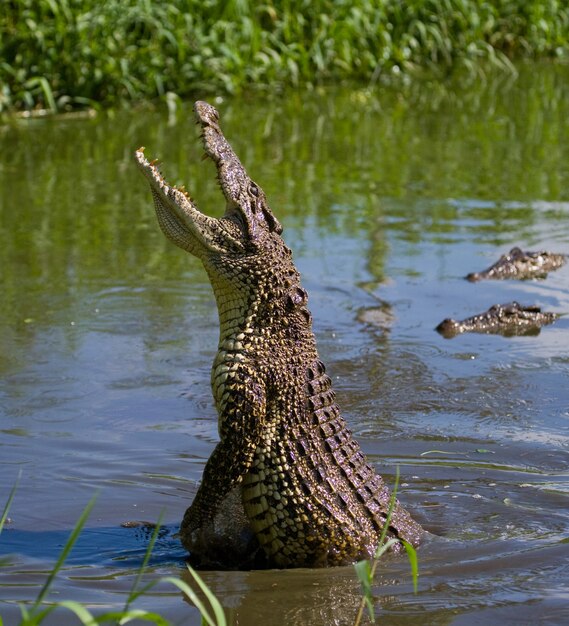 Le crocodile cubain saute hors de l'eau