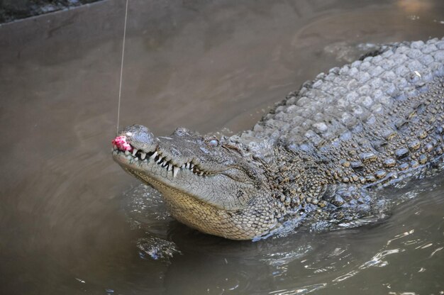 Crocodile dangereux adulte