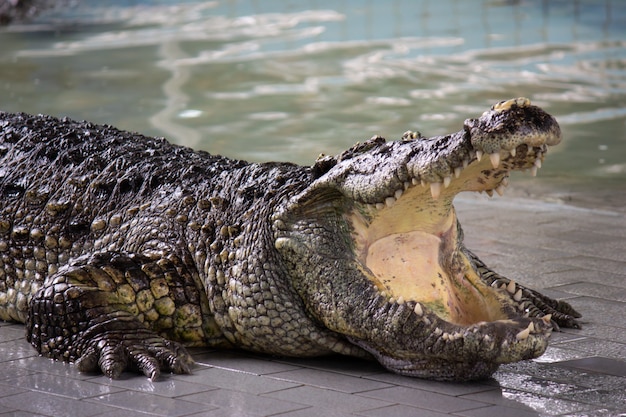 Crocodile dans l&#39;eau, à la ferme aux crocodiles et au zoo de Pattaya, Thaïlande