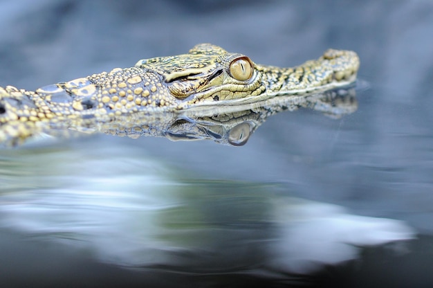 un crocodile dans une flaque